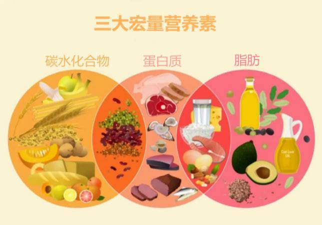 应该了解的网球运动员营养饮食